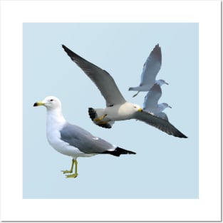 Black Tailed Gulls Posters and Art